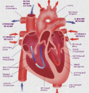 Проблемы с легкими могут сигнализировать о болезнях сердца