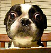Собака с самыми большими глазами попала в Книгу рекордов Гинесса