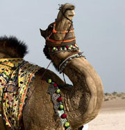 На Восток пришла верблюжья мода. Фото