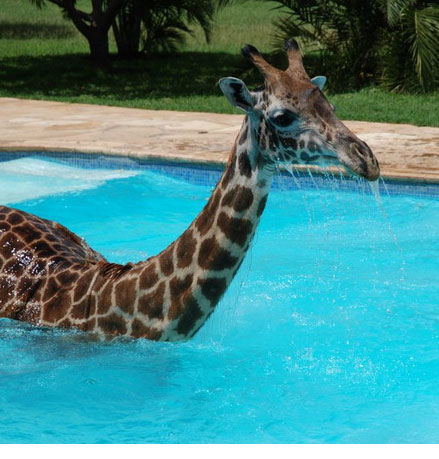 Вы когда-нибудь видели как жираф купается в бассейне? Фото