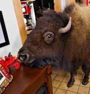 А вы бы хотели жить в одной квартире с бизоном? Фото