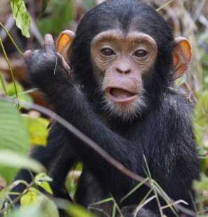 Очаровательный детеныш шимпанзе решил начать осваивать мир самостоятельно. Фото