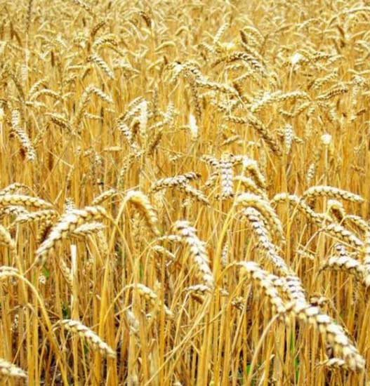 Пшеница — пророщенные витамины