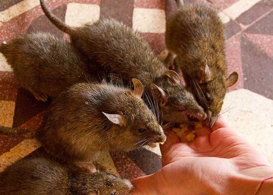 Храм, в котором поклоняются 20 000 крыс. Фото