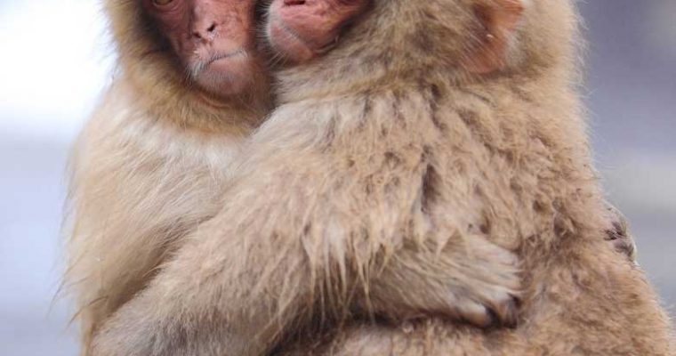 Японские макаки продолжают вызывать умиление у пользователей интернет. Фото