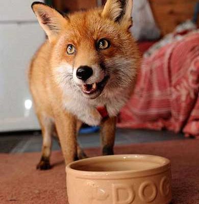 Английская лисица считает себя собакой. Фото