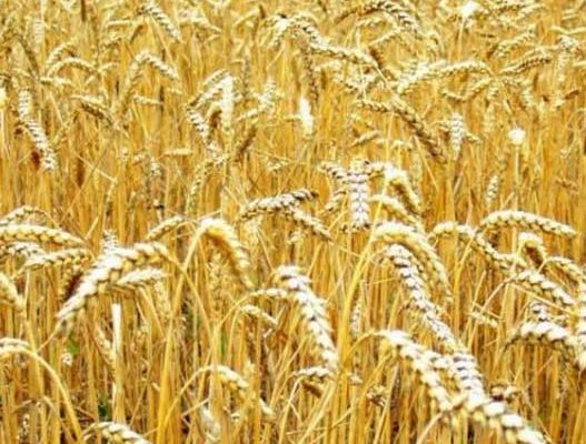 ГМО продукты все-таки опасны
