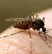 Укусы комаров влияют на вес ребенка