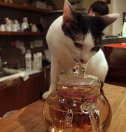 Необычные кошачьи кафе разных стран мира. Фото