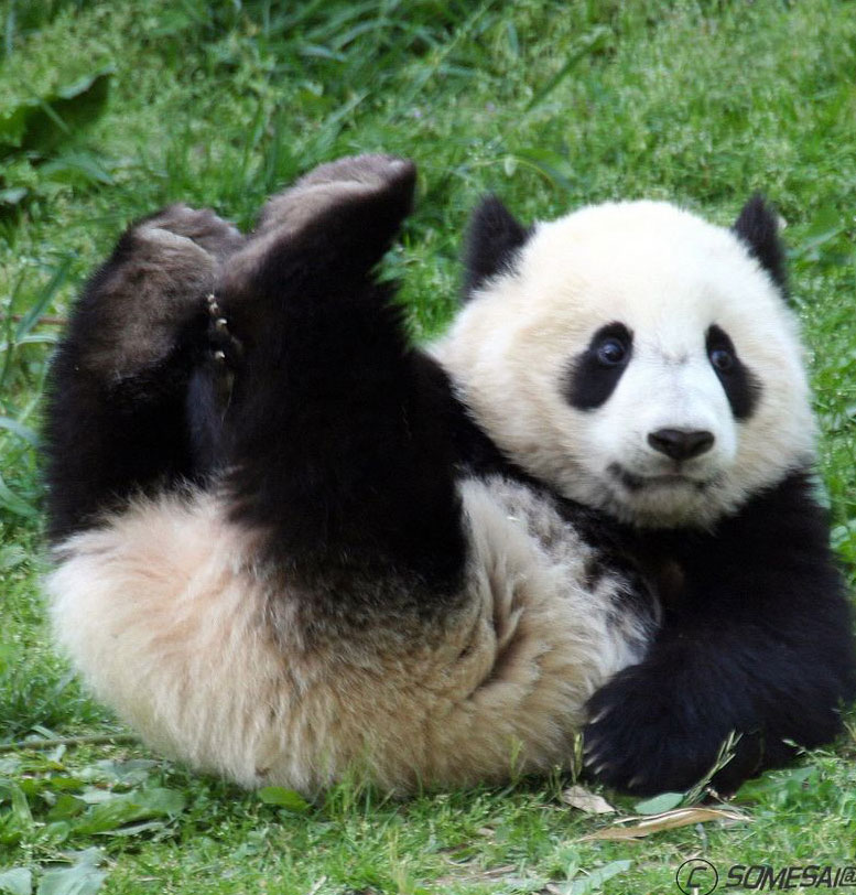 Очаровательные панды будут радовать китайцев круглый год. Фото