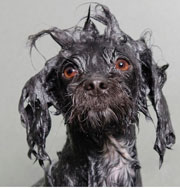 Смешной фотопроект «Мокрая собака». Улыбнитесь! Фото