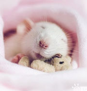 Эти невероятно милые и обаятельные… крыски. Фото