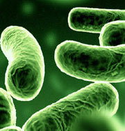 Уксус способен защитить от бактерий