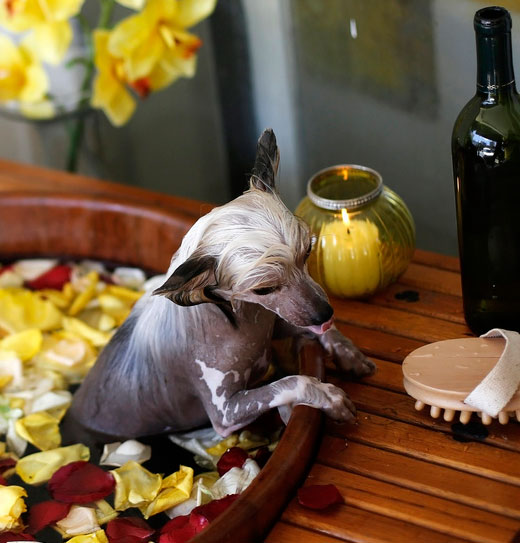 Спа-процедуры для собак: ванны с лепестками роз и покраска когтей. Фото