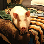 Свинья весом в 227 кг как домашнее животное. А вы не хотите? Фото