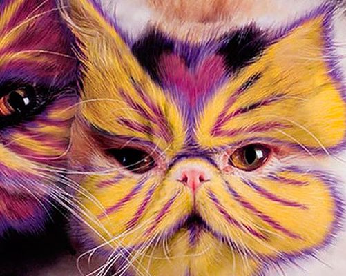 «Покрась кота» — или кэйтпейнтинг — новое модное развлечение. Фото