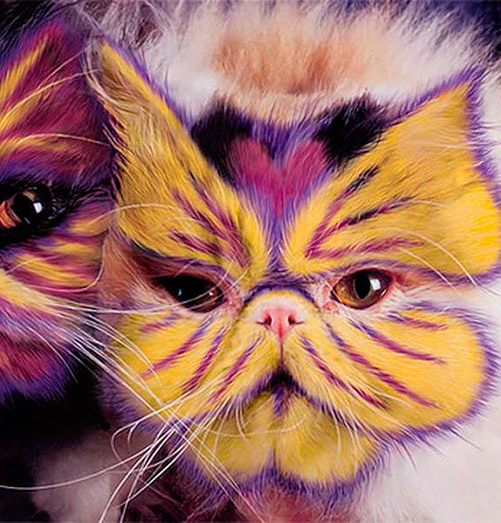 «Покрась кота» — или кэйтпейнтинг — новое модное развлечение. Фото