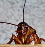 Зоопарк предложил лечиться от неудачной любви… тараканами и скорпионами