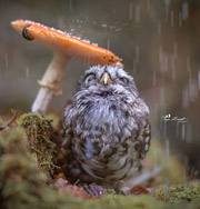 Крошечная сова Понди — новая звезда инстаграмм. Фото