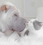 Новый хит инстаграм: шарпей и его друг кот. Фото