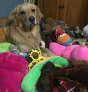 Собака, работающая терапевтом, тщательно выбирает игрушки для сна каждый день. Фото