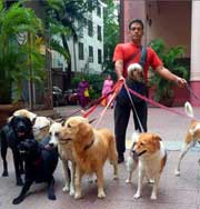 Этот мужчина заботится сразу о 735 собаках. Фото