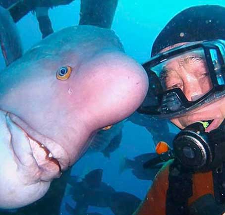 Дайвер дружит со спасенной 25 лет назад морской рыбой. Фото