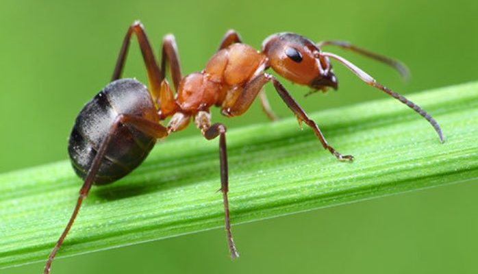 Псориаз помогут вылечить муравьи