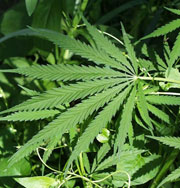 В Швейцарии планируют легализовать марихуану