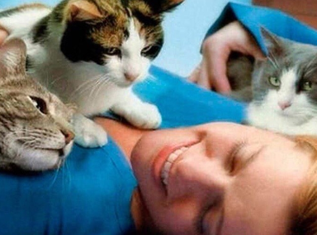 Как кошки лечат человека
