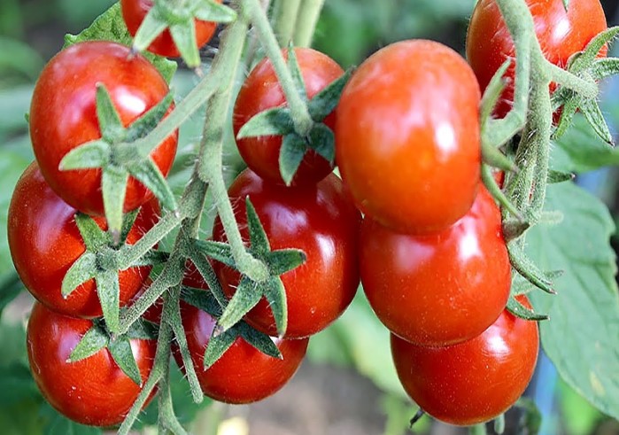 Какие сорта помидоров самые вкусные и урожайные для открытого грунта