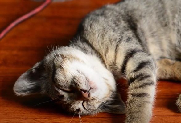 Смешные спящие кошки и собаки: видео для релаксации