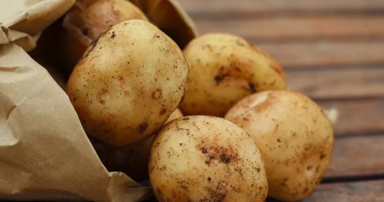 Чем опасен зеленый картофель?