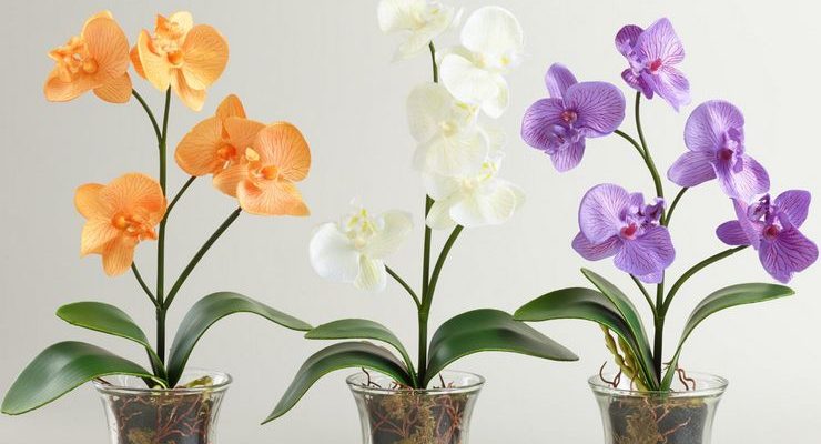 Орхидея: уход, пересадка, размножение