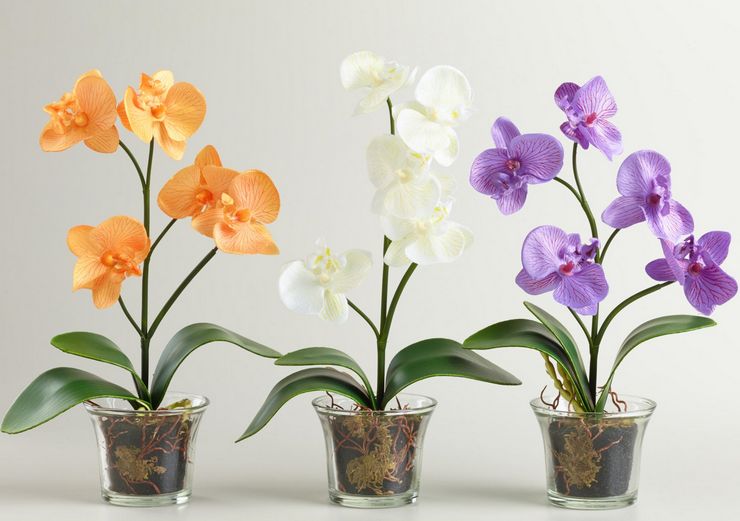 Орхидея: уход, пересадка, размножение