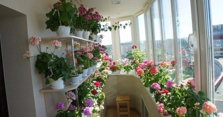 Выращивание роз дома: полезные советы