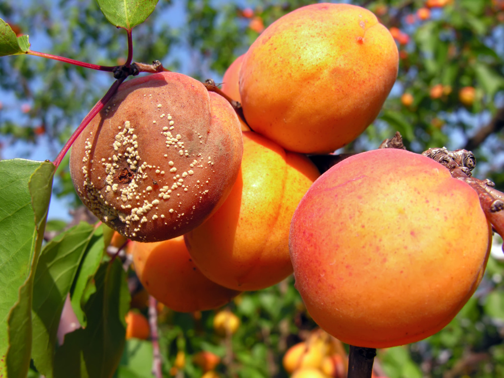 Как спасти абрикос от монилиоза