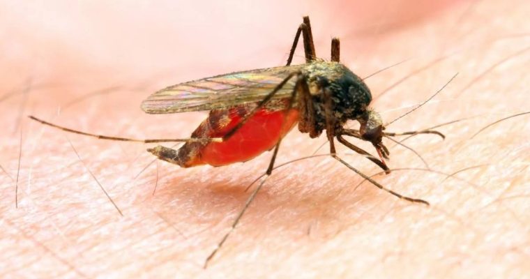 Тропическая малярия зафиксирована в Кировоградской области