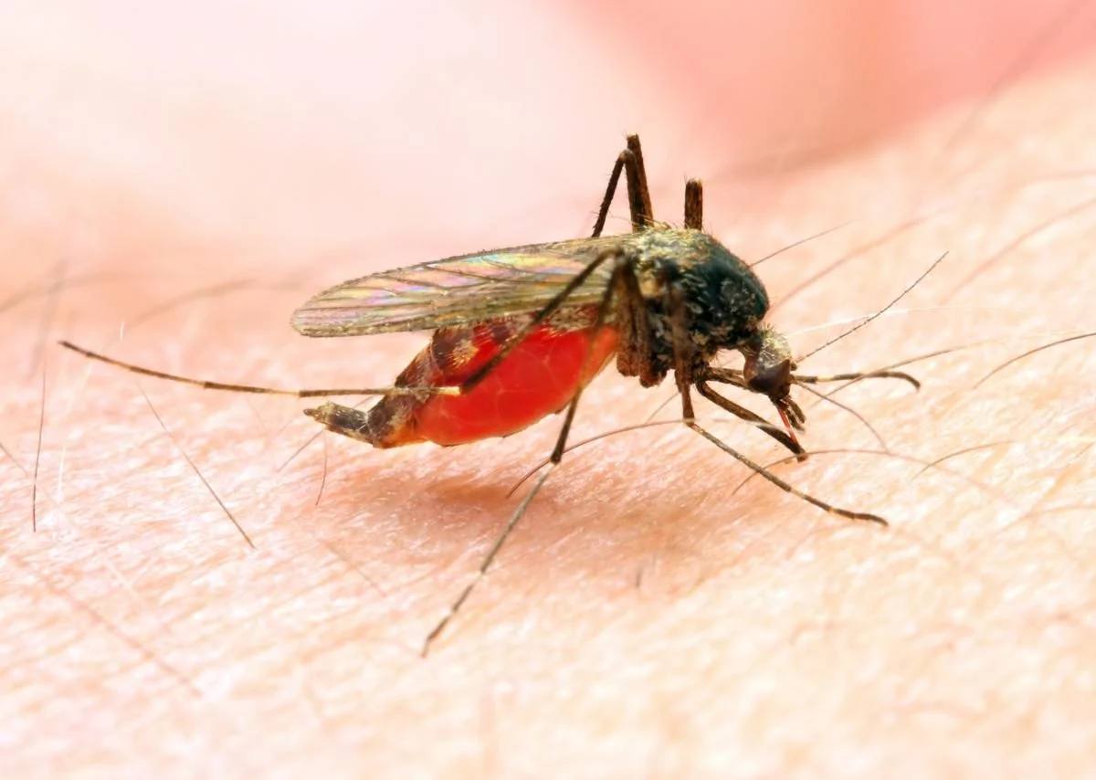 Тропическая малярия зафиксирована в Кировоградской области
