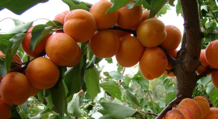 Обрезка абрикоса весной: в чем ее особенность?