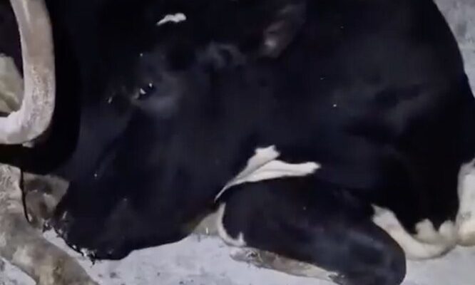 Корова притворилась спящей, чтобы избежать дойки: в Сети завирусилось забавное видео