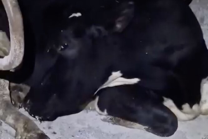 Корова притворилась спящей, чтобы избежать дойки: в Сети завирусилось забавное видео