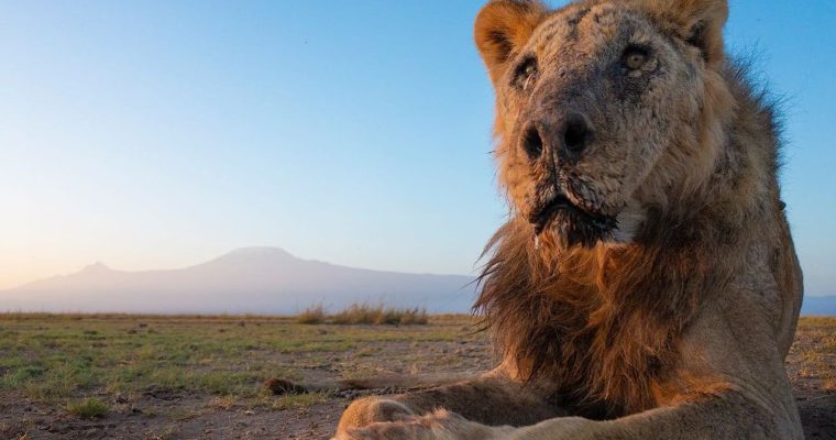 Самый старый в мире лев погиб от ударов копья