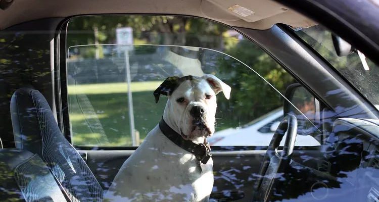 Пьяный водитель обвинил собаку… в превышении скорости