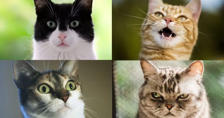 Морда кота, оказывается, может иметь 270 разных выражений