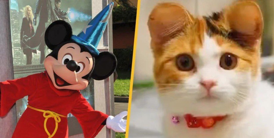Уши Микки Мауса: новый кошачий тренд в Китае