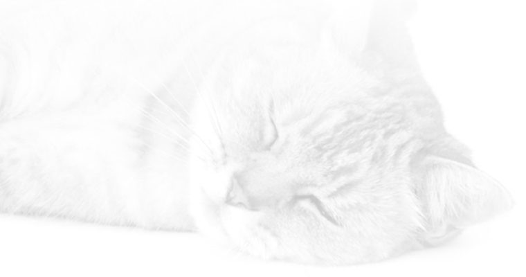 Тайны кошачьего поведения: могут ли кошки испытывать грусть и плакать?