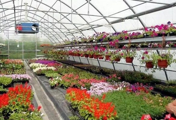 🌸 Выращивание цветов в теплице: основы и рекомендации