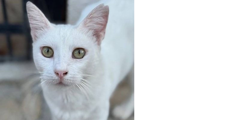 Піометра або ускладнена стерилізація. До чого бути готовими?