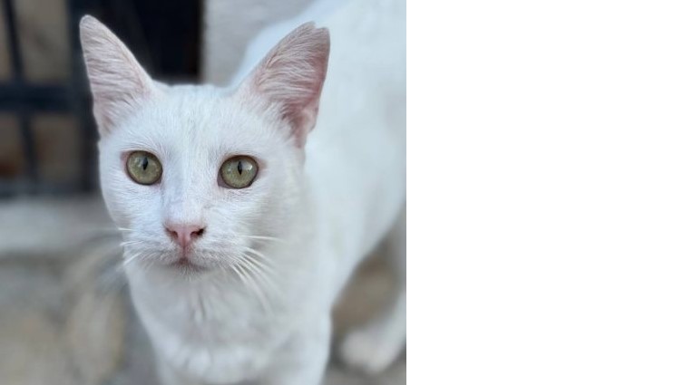 Піометра або ускладнена стерилізація. До чого бути готовими?